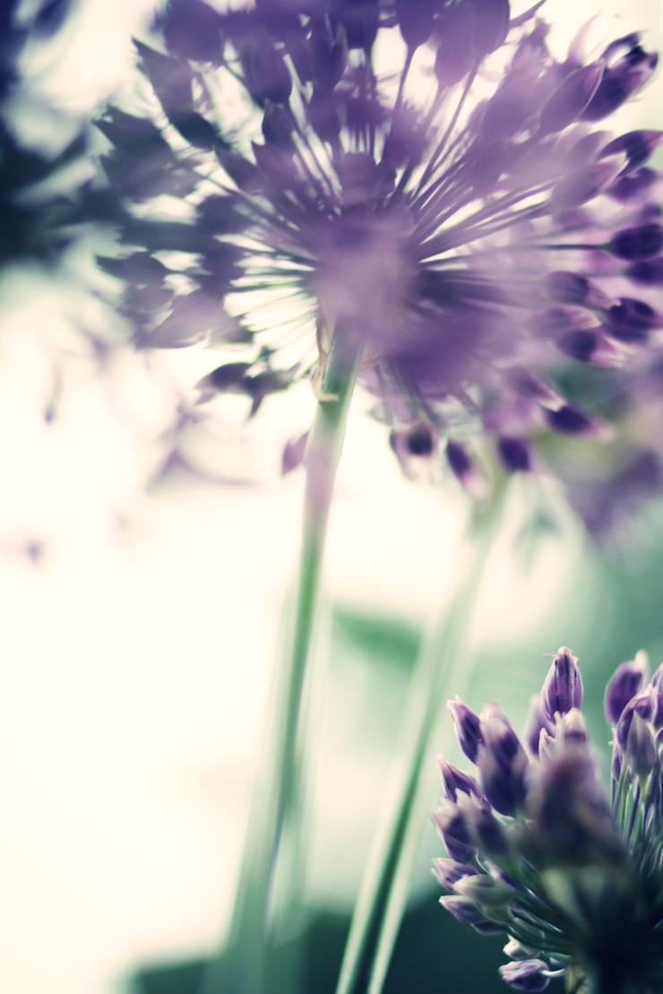 Förhandsvisning av bild