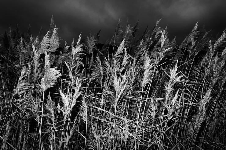 Förhandsvisning av bild