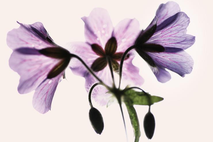 Förhandsvisning av bild