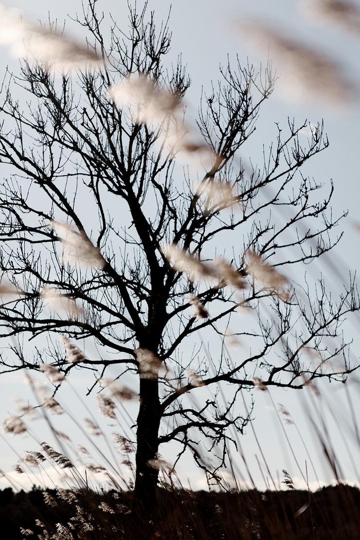Förhandsvisning av bild