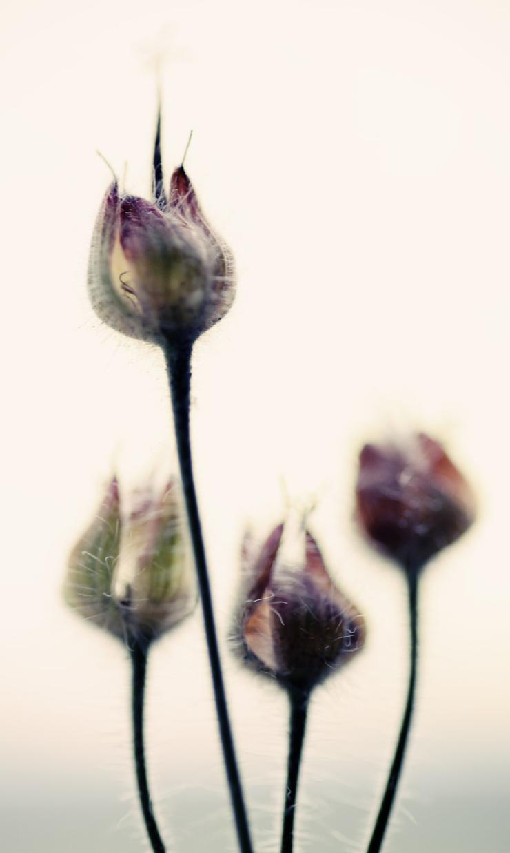 Förhandsvisning av bild