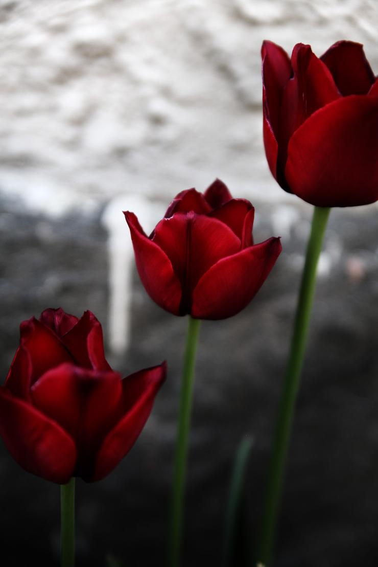 Förhandsvisning av bild